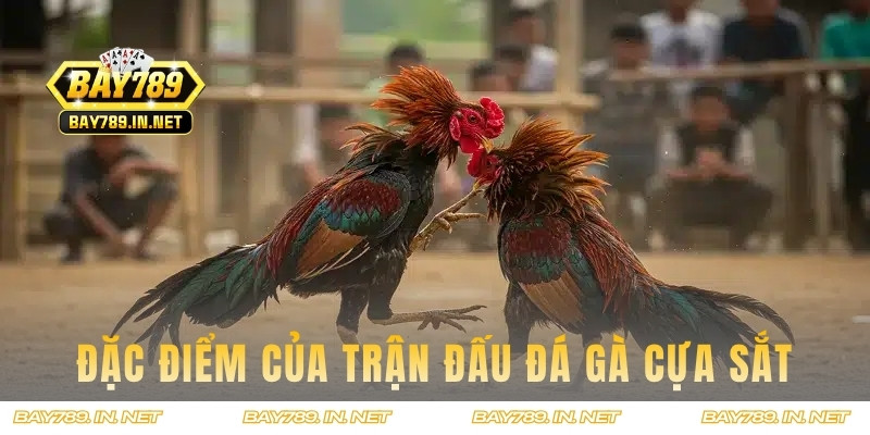 Đặc điểm của một trận đấu đá gà cựa sắt