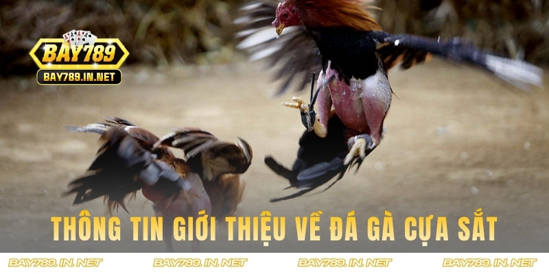 Thông tin giới thiệu hình thức thi đấu đá gà cựa sắt