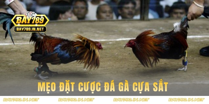 Những bí kíp cược chọi kê cựa sắt